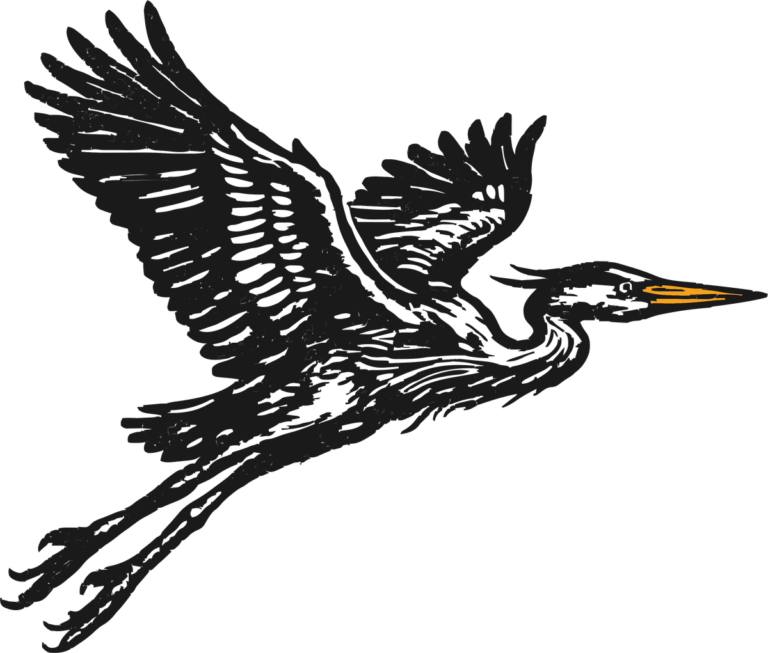 Great Blue Heron, the print