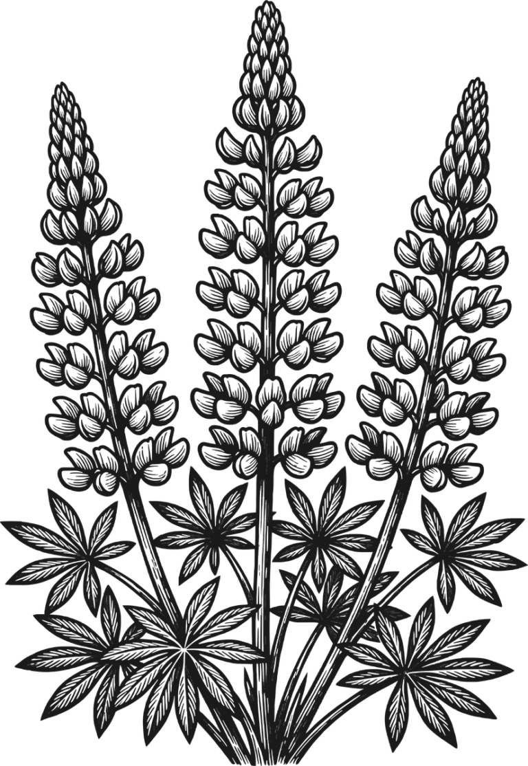 Lupine Cluster, the print