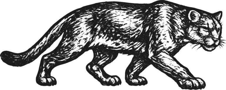 Stalking Cougar, the print